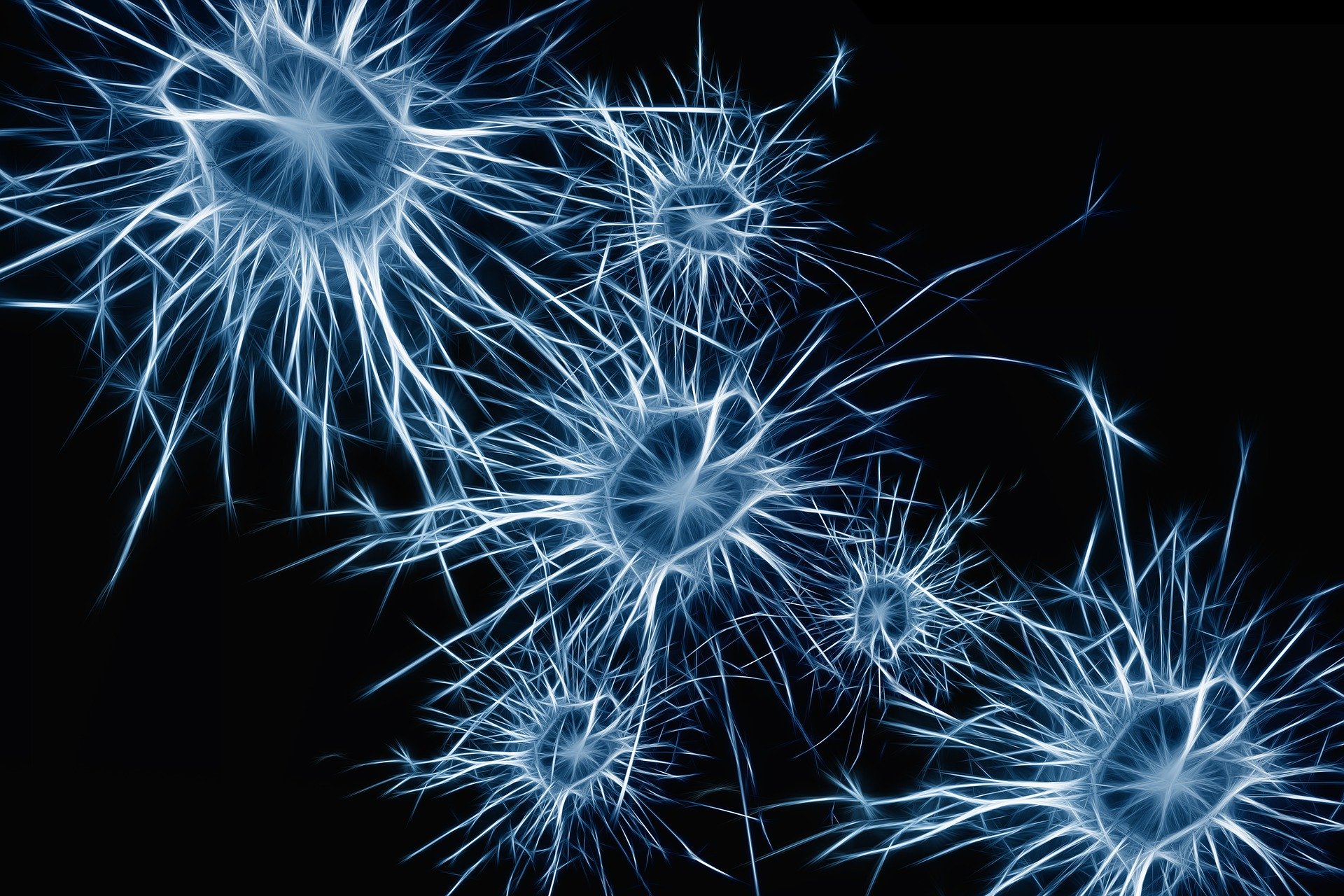 spasticité neurones